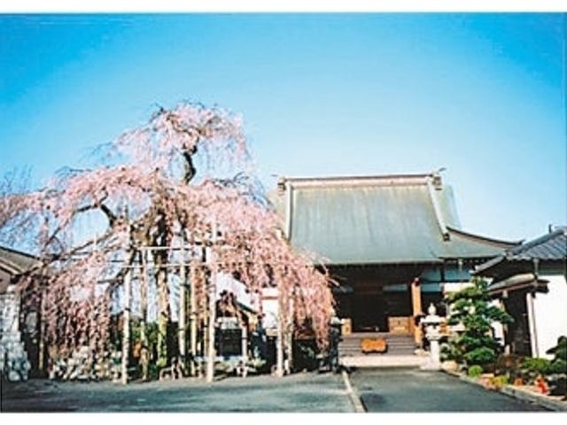 安昌寺のシダレサクラの写真1