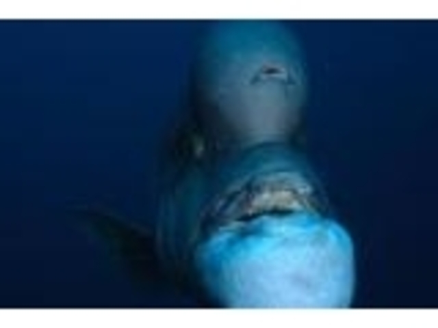 佐渡ダイビングセンターの写真1