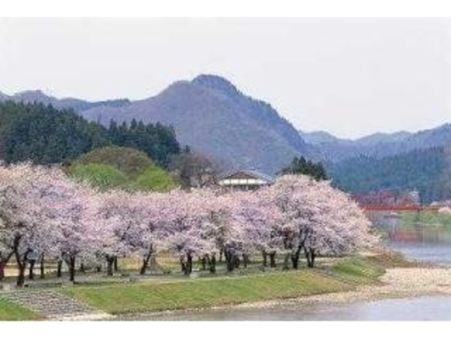 麒麟山公園の桜_きりん山公園