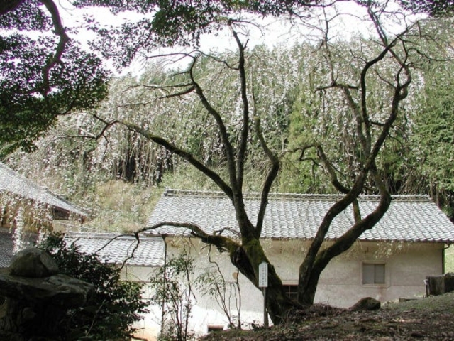 円通寺の桜(糸桜)の写真1
