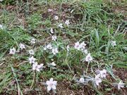 節分草(「江古花園」、「遠阪地域」、「森地区」)の写真1
