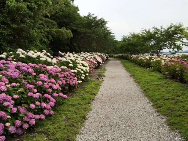 あじさいのいち/あじさい祭りの写真1