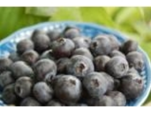 ブルーベリー狩りの写真1