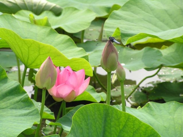 大町二千年蓮池公園の写真1