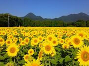煙山ひまわりパークの写真1