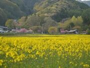 煙山ひまわりパークの写真2