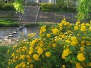 井手の玉川の写真2