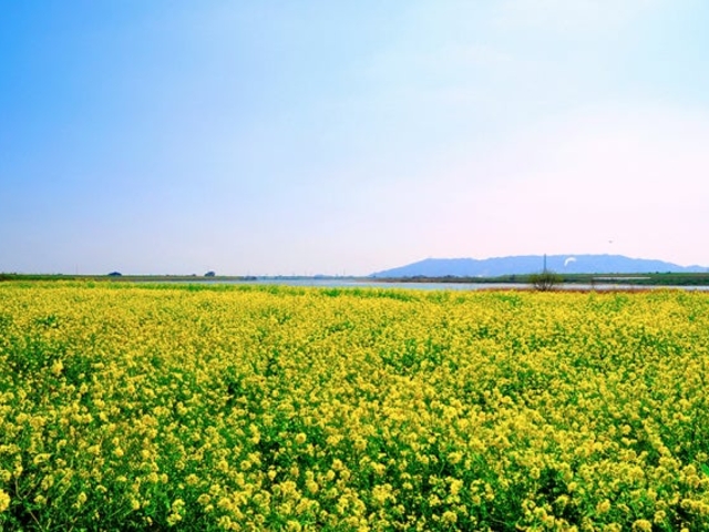 吉野川堤防沿いの菜の花の写真1