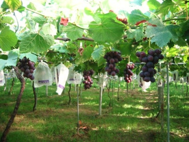 三木ぶどう園の写真1