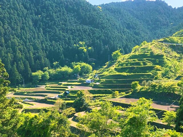 府殿の棚田の写真1