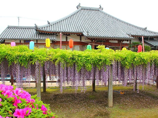 地福寺のふじ
