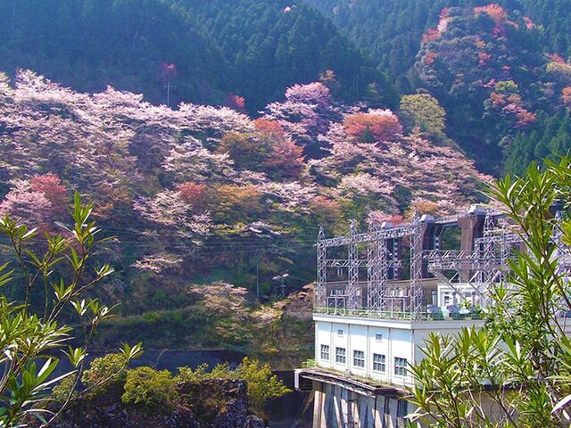 川口ダム湖畔の桜