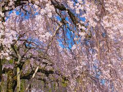 明王寺のしだれ桜の写真1