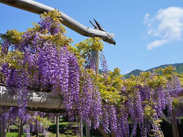 安望藤園