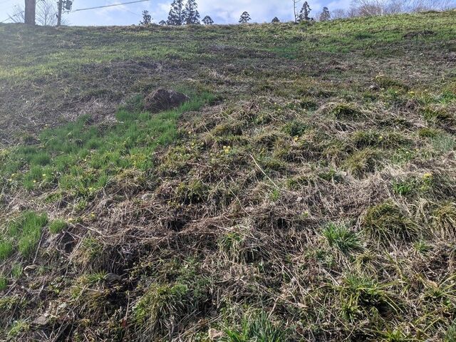 河合町のフクジュソウ群生地(稲越地区)