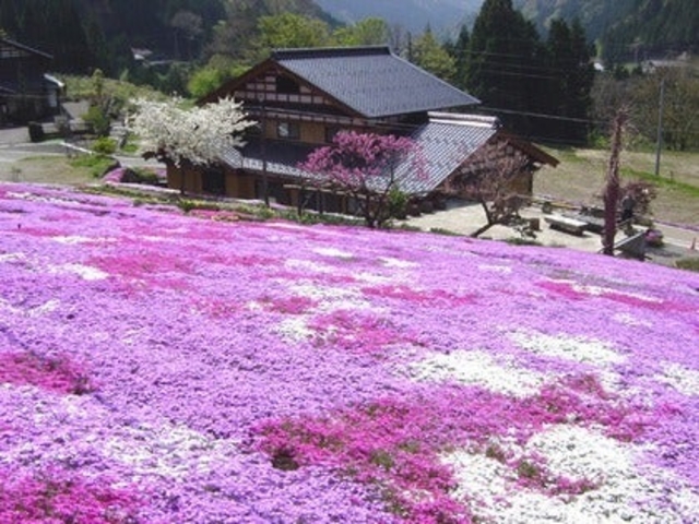 國田家の芝桜の写真1