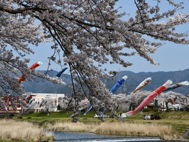 相川水辺公園の桜の写真1