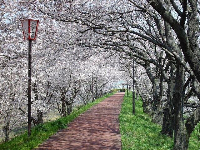 輪中堤の桜の写真1