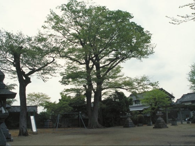 八坂神社 ケヤキの巨樹の写真1