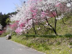 竹中公園の桜の写真1