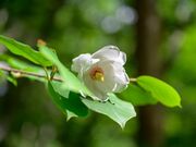 乗鞍山麓五色ヶ原の森の写真4