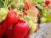 奥田農園(株)の写真2