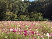 里山の秋の写真2