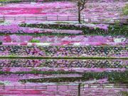 國田家の芝桜の写真2