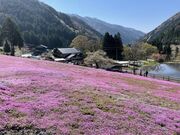國田家の芝桜の写真3