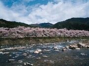 方須の桜の写真3