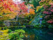 慈恩禅寺 てっ草園の写真3