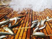 郡上八幡やなの写真2