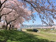 相川水辺公園の桜の写真2
