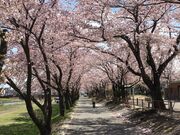 相川水辺公園の桜の写真3