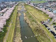 相川水辺公園の桜の写真4