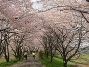 本戸輪中堤の写真4