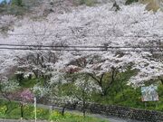 竹中公園の桜の写真2