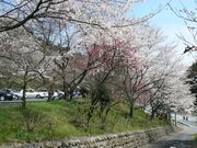 竹中公園の桜の写真3