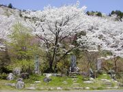 竹中公園の桜の写真4