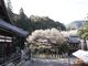 中将姫誓願桜の写真2