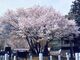中将姫誓願桜の写真3