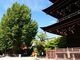 飛騨国分寺の大イチョウの写真2