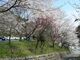 竹中公園の桜の写真3