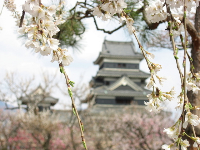 松本城の桜
