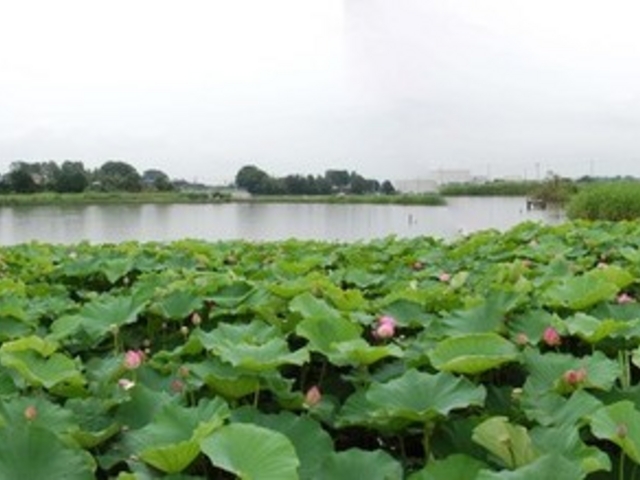 黒浜沼