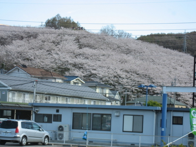 弘法山古墳の桜