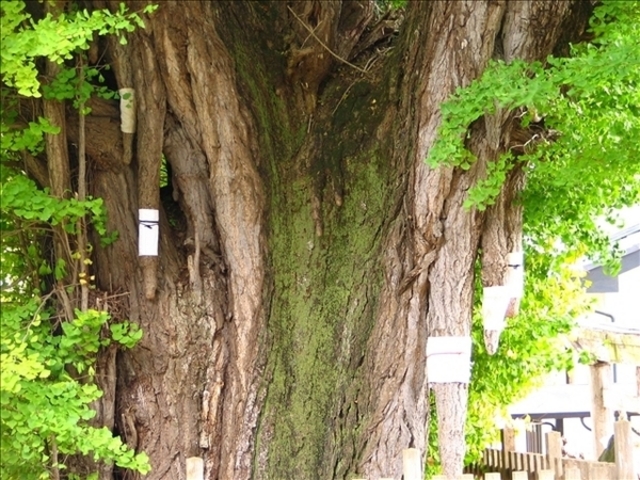 松本浅間温泉 ホテル玉之湯さんの乳房イチョウの投稿写真1