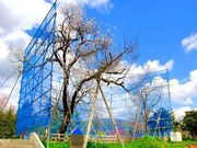 hiroさんの梅の木の投稿写真1