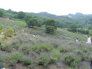 松本浅間温泉 ホテル玉之湯さんの夢農場ラベンダー園の投稿写真1