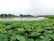 カイエンさんの黒浜沼の投稿写真1